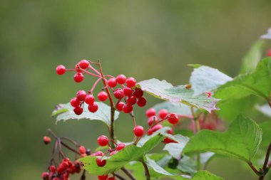 Fotoğrafta parlak kırmızı dutlu bir viburum dalı var. Arka planda bulanıklık var..