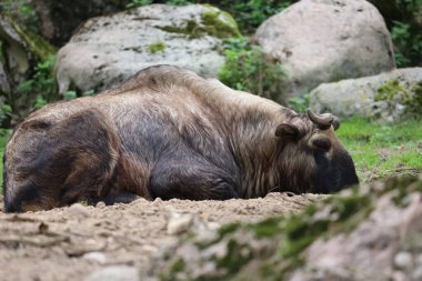 Görüntü, Bovidae familyasından toynaklı bir memeli olan Takin 'in çimenli doğal bir çevrede durduğunu gösteriyor..