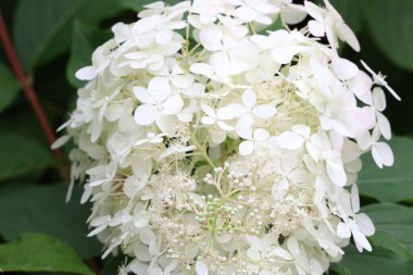 Fotoğraf, bulanık doğal bir arka planda, narin krem beyazı çiçeklerle paniklemiş bir ortanca çiçek kümesinin yakın çekimini gösteriyor..