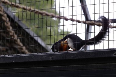 Görüntü, hayvanat bahçesindeki üç renkli sincabı gösteriyor. Sırtı belirgin siyah, beyaz ve karnı kırmızımsı kahverengi..