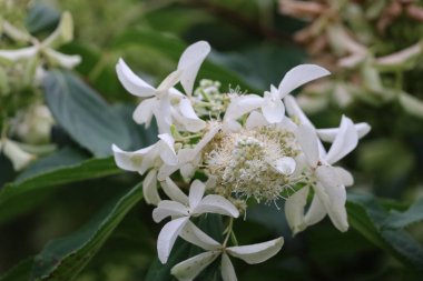 Görüntü panikleyen ortanca çiçeklerini yakın plan bulanık arkaplan ile gösteriyor.