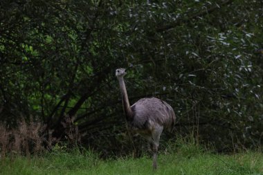 Bu fotoğraf, bir Nandu kuşunu gösteriyor. Güney Afrika 'dan gelen uçamayan bir tür. Devekuşlarına kıyasla uzun bacakları ve küçük gövdesi olan yakın plan çekilmiş.