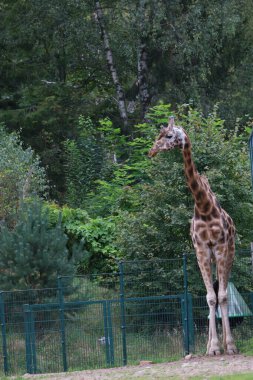Fotoğraf, Somali zürafası olarak da bilinen yuvarlak bir zürafayı gösteriyor. Uzun boynu ve desenli ceketi olan bir zürafa.