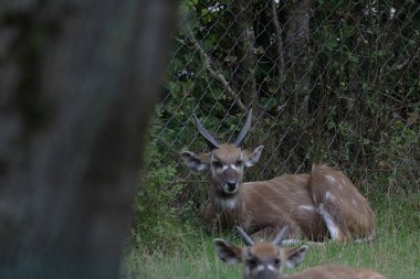 Fotoğraf bir sitatunga gösteriyor. Orta ve Doğu Afrika 'dan gelen bataklık antilopları bataklık habitatında ele geçirilmiş.