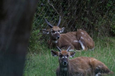 Fotoğraf bir sitatunga gösteriyor. Orta ve Doğu Afrika 'dan gelen bataklık antilopları bataklık habitatında ele geçirilmiş.