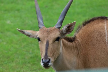 Bu fotoğraf, Bovidae familyasının en büyük modern antilobu olan Taurotragus Afrika antilobunu gösteriyor.
