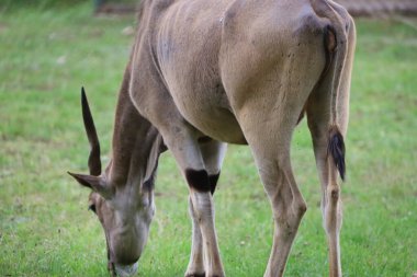 Bu fotoğraf, Bovidae familyasının en büyük modern antilobu olan Taurotragus Afrika antilobunu gösteriyor.