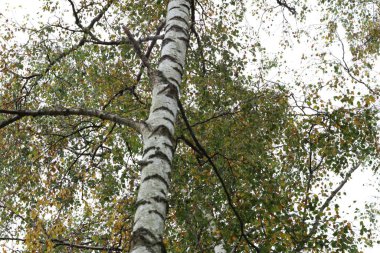 Fotoğraf, aşağıdan çekilmiş bir huş ağacının gövdesini gösteriyor. Beyaz kabuk, koyu çizgiler ve parlak gökyüzüne karşı yeşil ve sarı sonbahar yapraklı dallar..