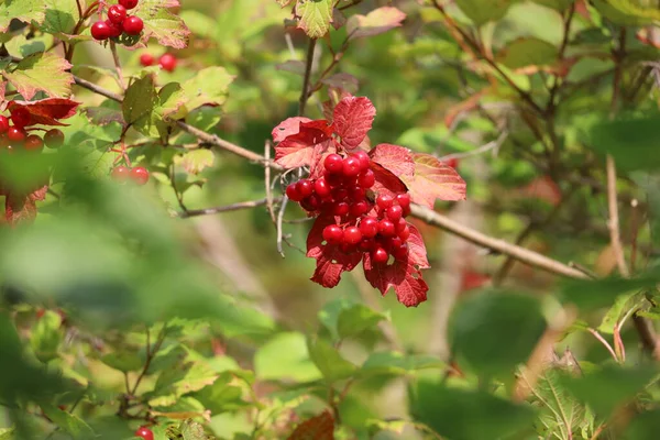 Görüntü, arka planda bulanık bir şekilde kırmızı dutlu viburum dalını gösteriyor..