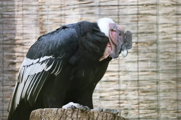 Görüntü bir And Akbabası, siyah tüylü büyük bir Cathartidae kuşu, beyaz kanat yamaları ve beyaz bir yaka. Başı ve boynu tüysüz ve pembedir.