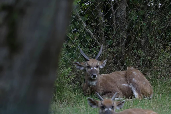 Fotoğraf bir sitatunga gösteriyor. Orta ve Doğu Afrika 'dan gelen bataklık antilopları bataklık habitatında ele geçirilmiş.