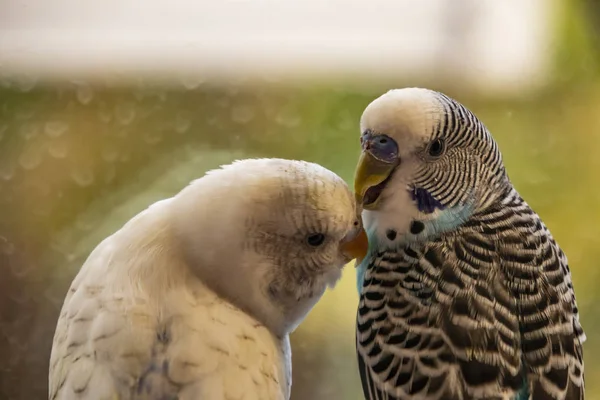 Nära Upp Parakeet Popular Som Sällskapsdjur Fågel — Stockfoto