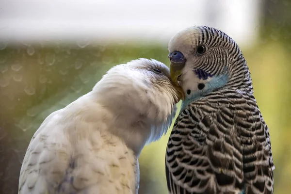 close up parakeet.popular as a pet bird