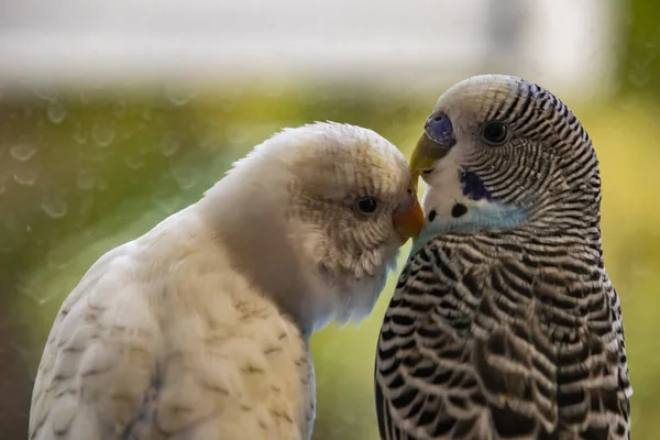 Close Parakeet Popular Pet Bird — Stock Photo, Image