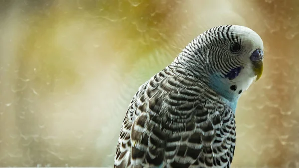 Крупним Планом Parakeet Popused Домашня Пташка — стокове фото