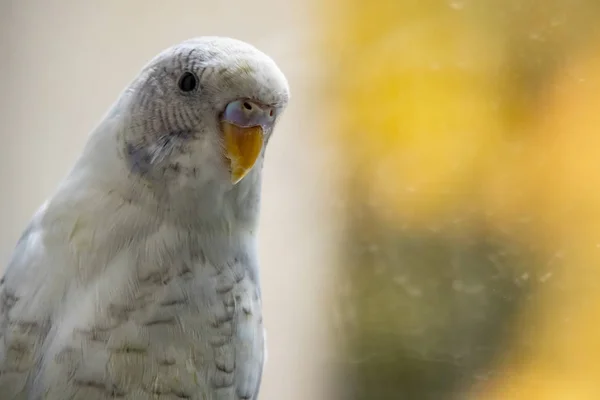 close up parakeet.popular as a pet bird