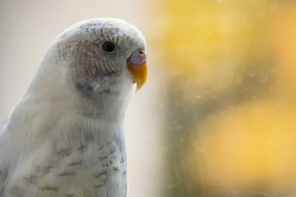 Close Parakeet Popular Pet Bird — Stock Photo, Image