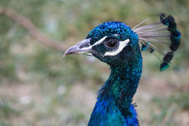 Doğa Peacock'da kapatın