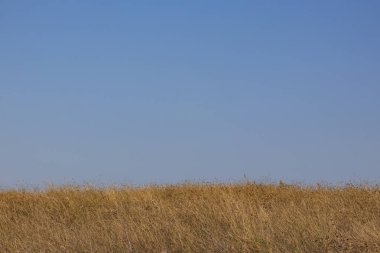  Kuru çalılar ve doğada mavi gökyüzü