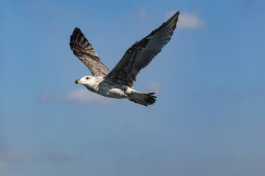 martı ve mavi gökyüzünü kapatın
