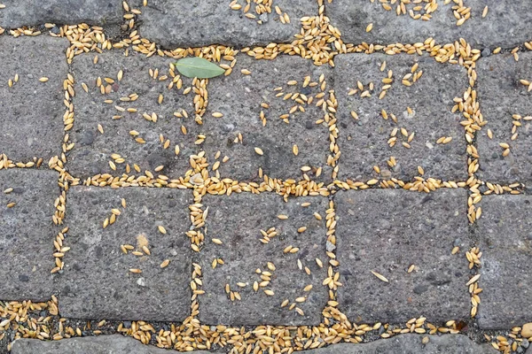 bird feed between square stones