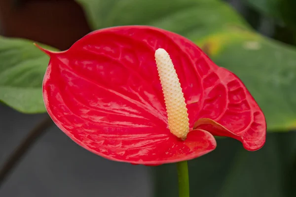 Kırmızı Çiçekli Süs Bitki Kapatın — Stok fotoğraf