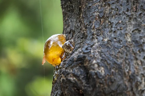  reçine ağaç doğa üzerinde kapatın