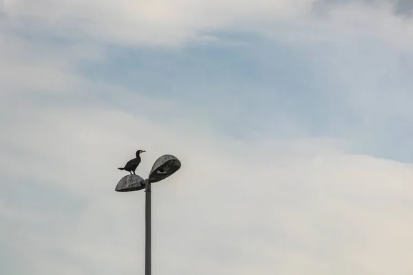 Cormorán Una Lámpara Calle —  Fotos de Stock