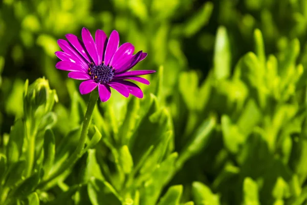 紫のデイジーと自然の中の緑の葉 — ストック写真