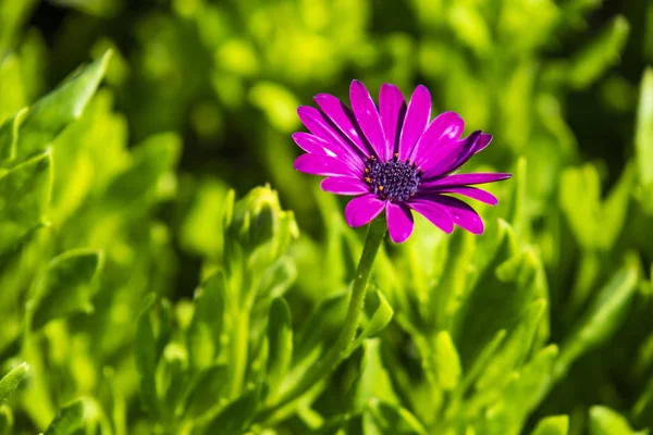 Фіолетове Ромашкове Зелене Листя Природі — стокове фото