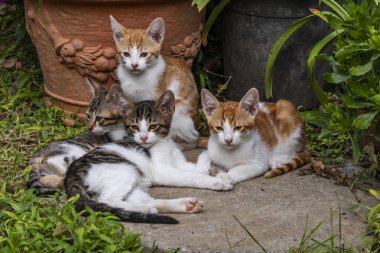 doğada yavru kedi kadar kapatın