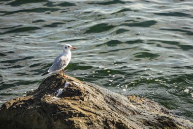 Martı kaya deniz yan
