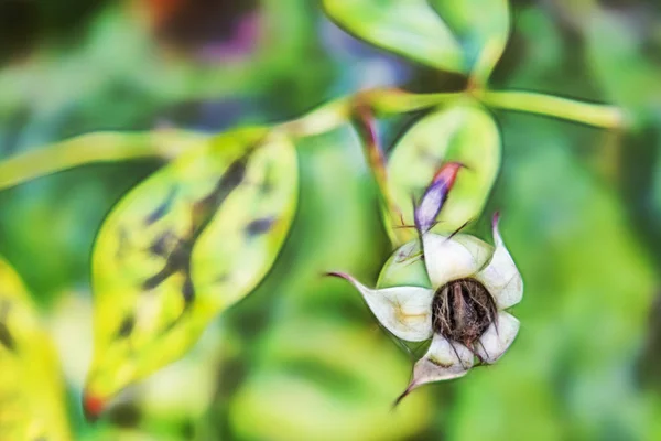 Cerca Flores Aire Libre Silvestres Hojas Verdes Naturaleza — Foto de Stock