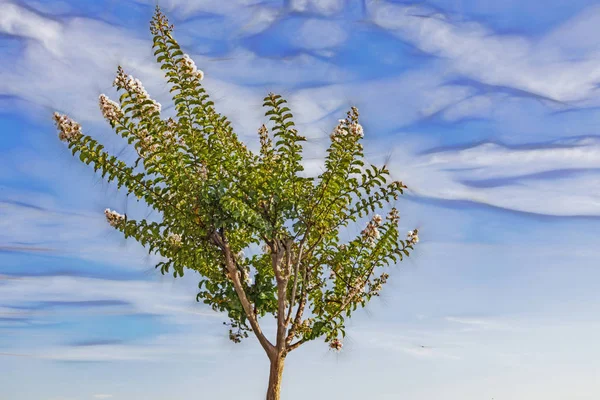 Boom Natuur Groene Bladeren — Stockfoto