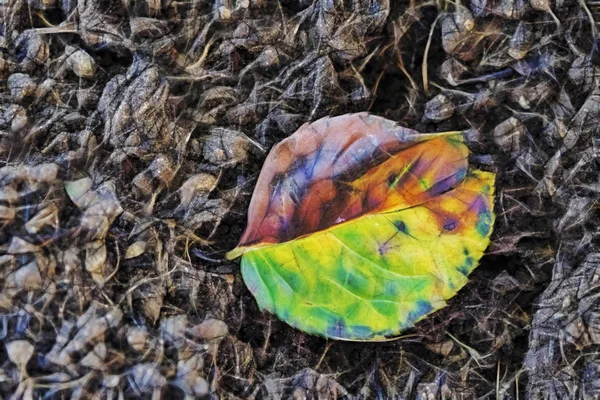 Закрыть Осенний Лист Почве — стоковое фото