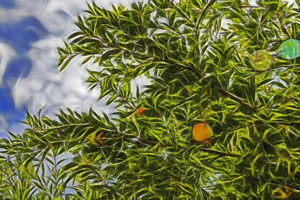 Fechar Romã Folhas Verdes Natureza — Fotografia de Stock