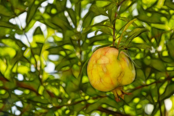 Close Van Granaatappel Groene Bladeren Natuur — Stockfoto