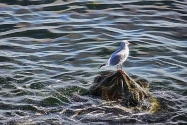 Martı kaya deniz yan