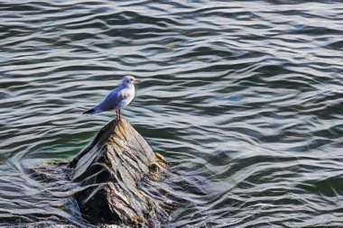 Martı kaya deniz yan