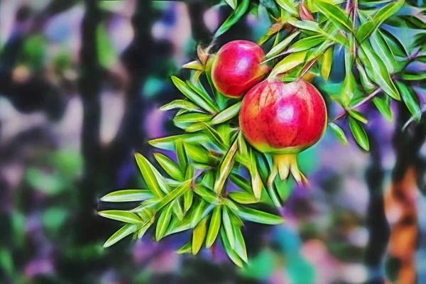 Detailní Záběr Granátového Jablka Zelené Listy Přírodě — Stock fotografie