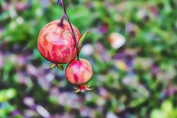 Fechar Romã Folhas Verdes Natureza — Fotografia de Stock