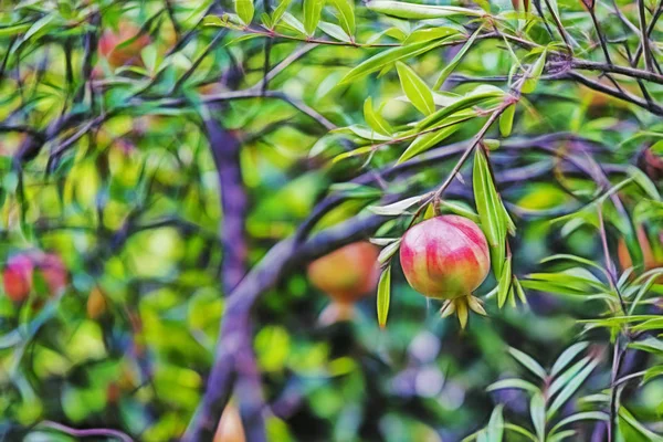 Detailní Záběr Granátového Jablka Zelené Listy Přírodě — Stock fotografie