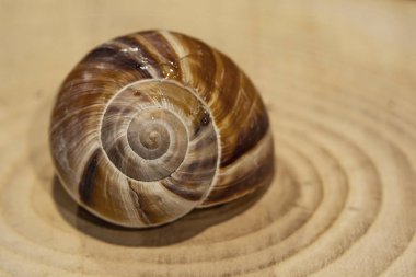 Salyangoz kabuğu doğada kapatın