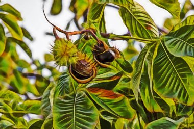 at kestanesi ağaç dalları doğa üzerinde kapatın