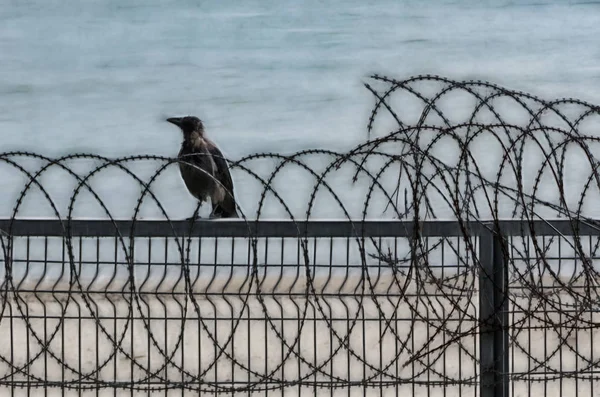 Corbeau Sur Clôture Dans Nature — Photo