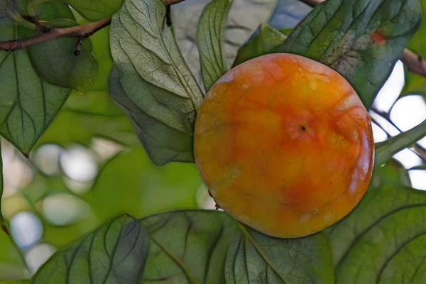 Feche Frutos Cáqui Frescos Ramos Árvore Natureza — Fotografia de Stock