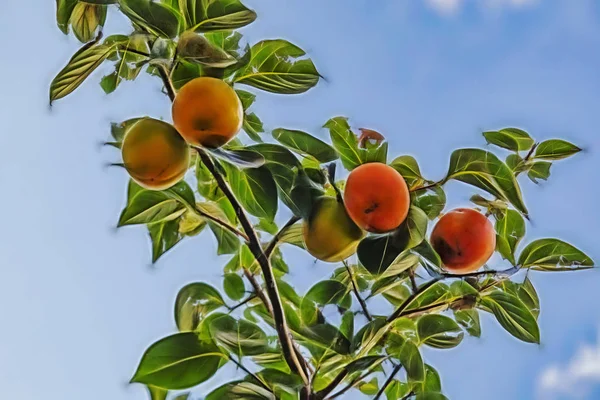 Frische Kaki Früchte Auf Ästen Der Natur Hautnah Erleben — Stockfoto