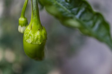 yeşil biber doğada kapatın