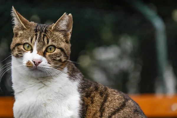 Gros Plan Chat Tabby Dans Nature — Photo