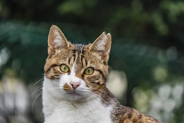 Gros Plan Chat Tabby Dans Nature — Photo